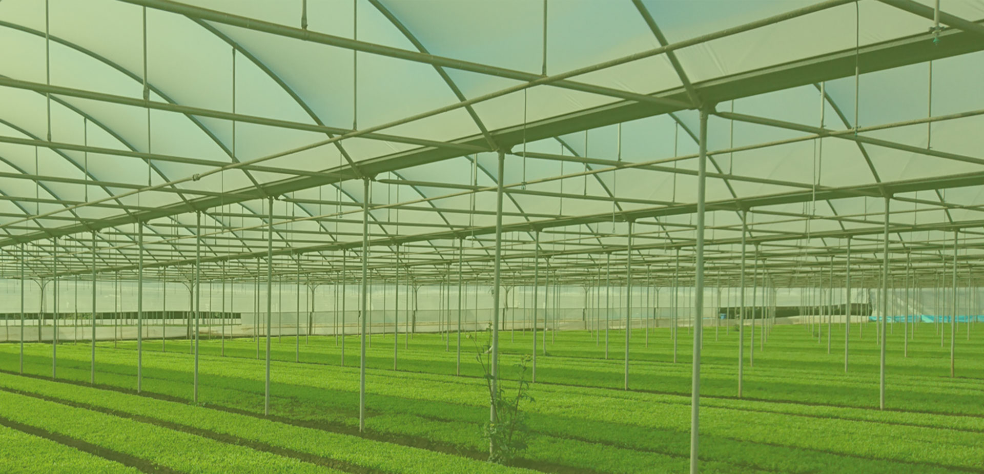 Sunshade net